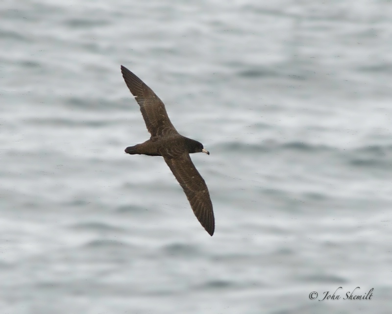 Flesh-footed Shearwater - Oct. 1st, 2011
