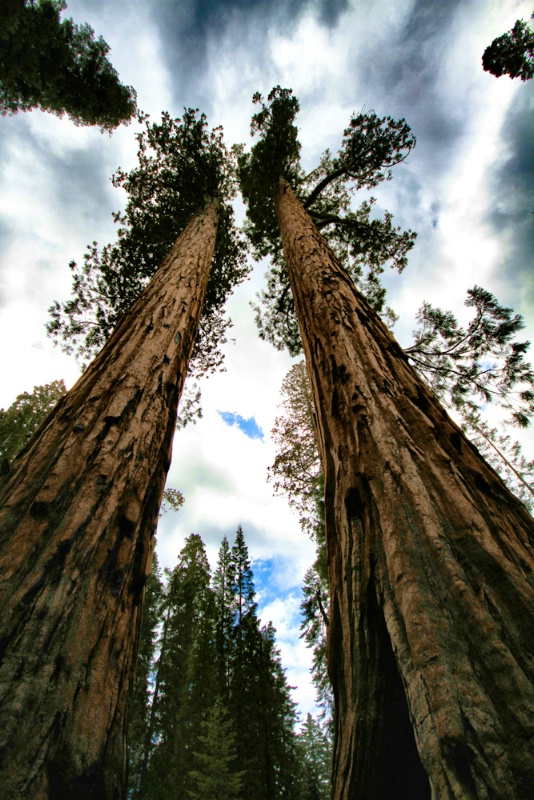 Redwoods Reach for the Sky