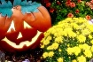 ~ Trick or Treat ...