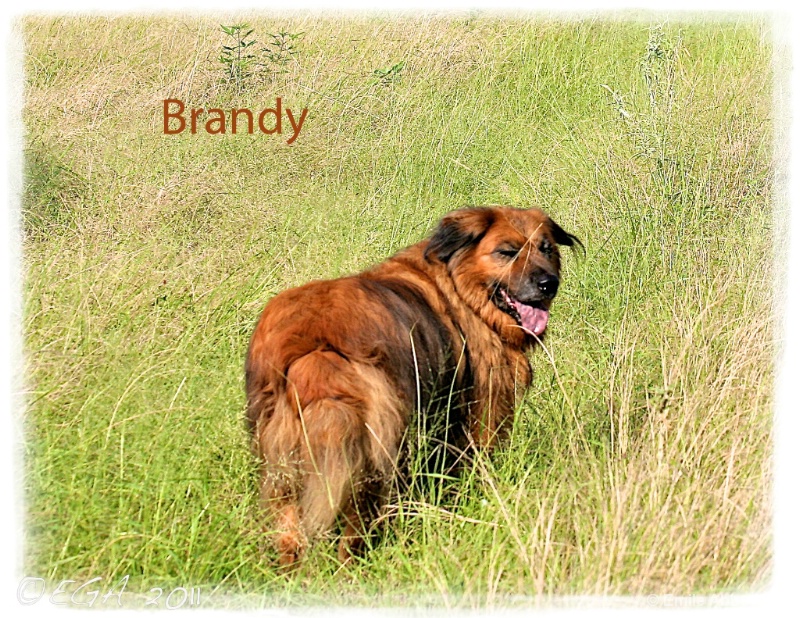 In memory of Brandy - ID: 12318966 © Emile Abbott