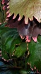 Pink edged leaves