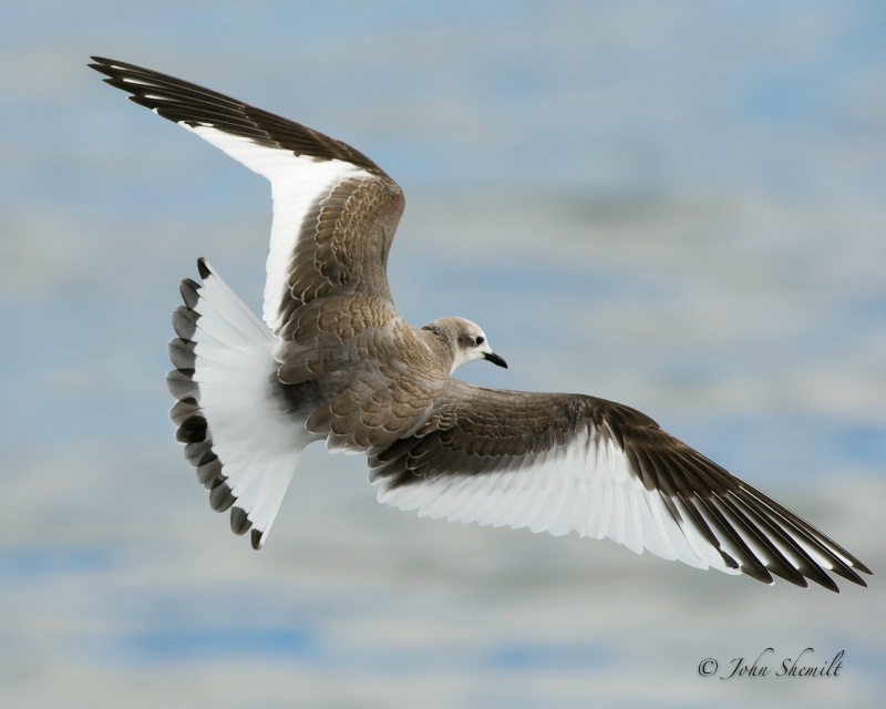 Sabine's Gull - Oct. 1st, 2011 - ID: 12319731 © John Shemilt