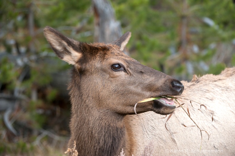 Elk Dining on Grasses