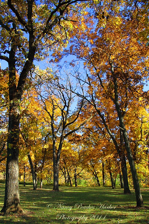 Fall at Magnolia Bluff