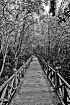 TO FOREST