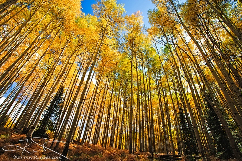 The Mighty Aspens