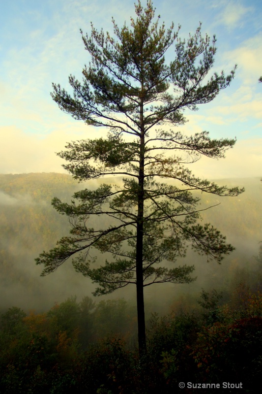 Towering Pine