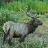 2Bull Elk at Lily Lake - ID: 12322846 © Joseph D. Hancock