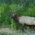 2Bull Elk 2 - ID: 12322847 © Joseph D. Hancock
