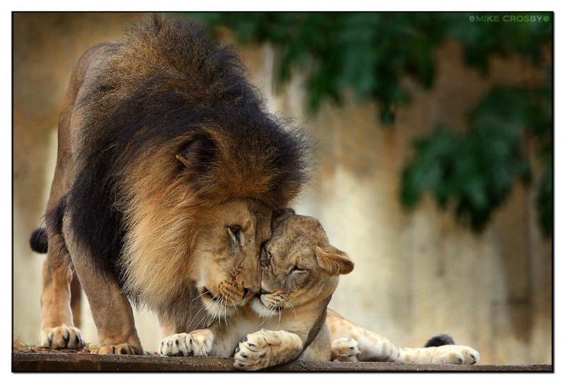 Male Lion & his cub