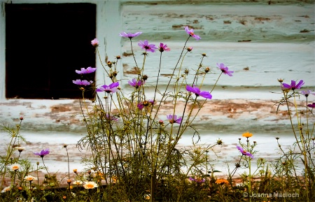 rustic frontyard