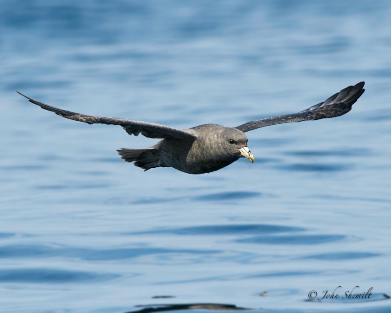 Northern Fulmar - Oct. 2nd, 2011 - ID: 12324495 © John Shemilt