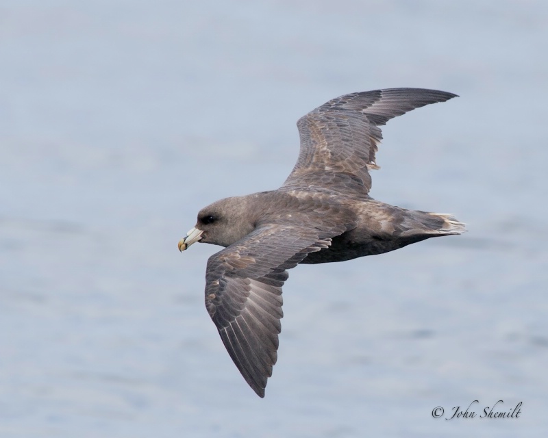 Northern Fulmar - Oct. 2nd, 2011 - ID: 12325434 © John Shemilt