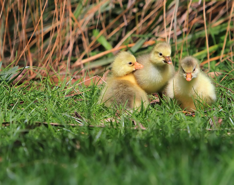 Yellow fluffballs