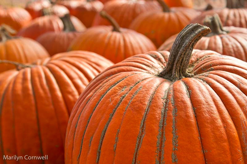 Pumpkin in the Patch