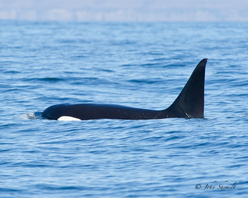 Killer Whale - Oct 1st, 2011 - ID: 12327162 © John Shemilt