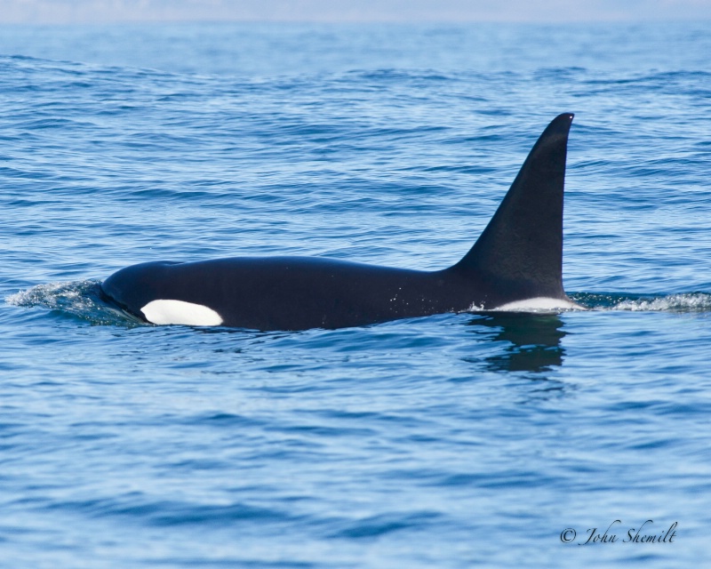 Killer Whale - Oct 1st, 2011 - ID: 12327163 © John Shemilt