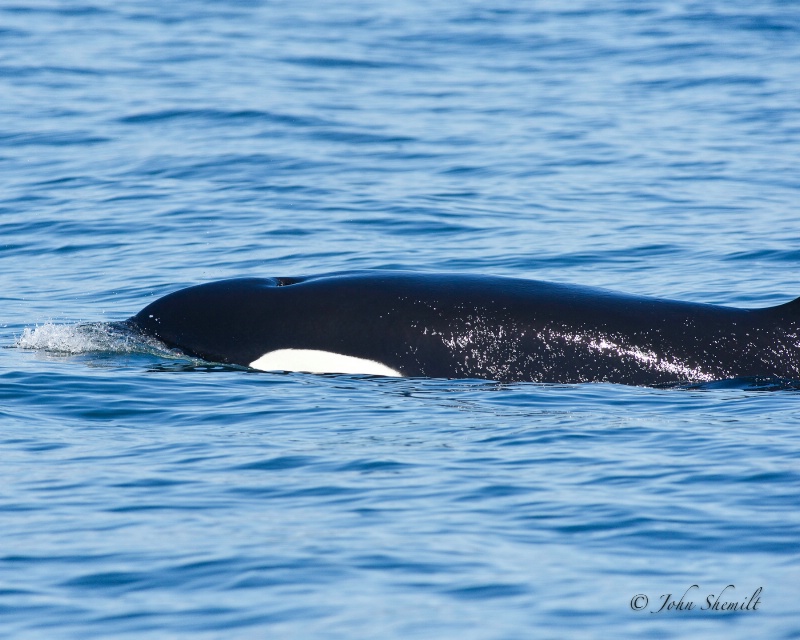 Killer Whale - Oct 1st, 2011 - ID: 12327169 © John Shemilt