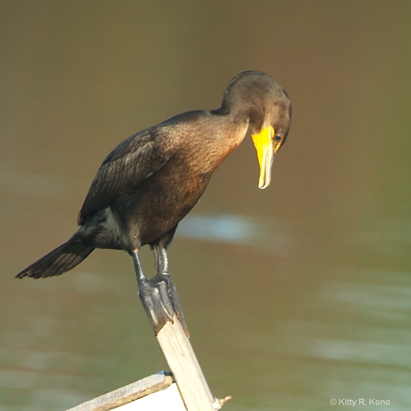 cormorant checking out his toes