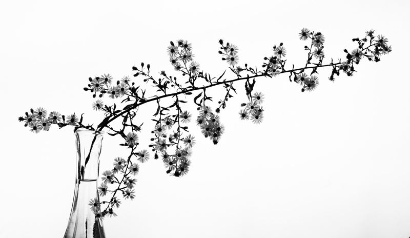 Flower/Weed Silhouette