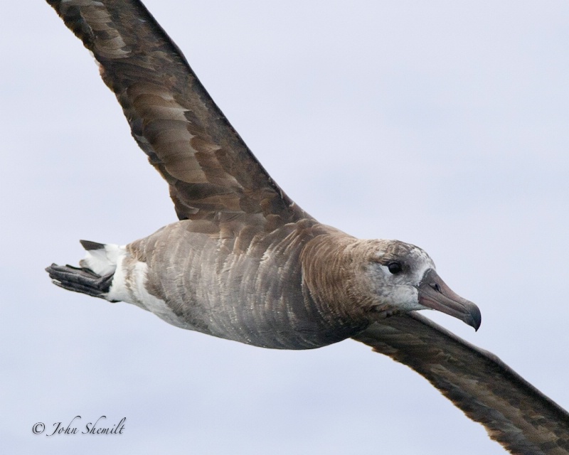 Black-footed Albatross - Oct. 2nd 2011 - ID: 12328529 © John Shemilt