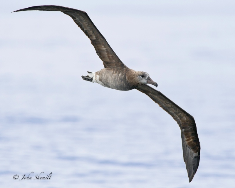 Black-footed Albatross - Oct. 2nd 2011 - ID: 12328533 © John Shemilt