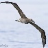 © John Shemilt PhotoID# 12328533: Black-footed Albatross - Oct. 2nd 2011