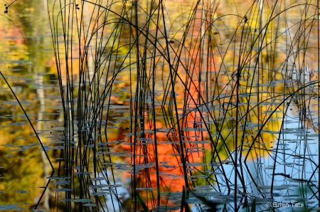 Reed Reflection