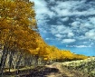 Follow the Yellow...