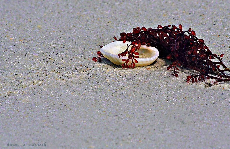 washed ashore - ID: 12330960 © Karen E. Michaels