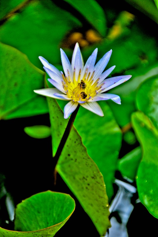 water lily