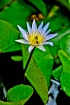 water lily
