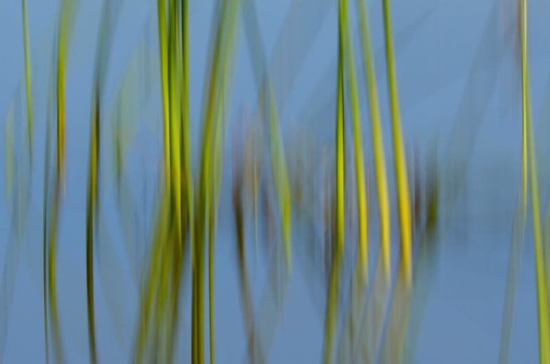 Reeds and Blue Water