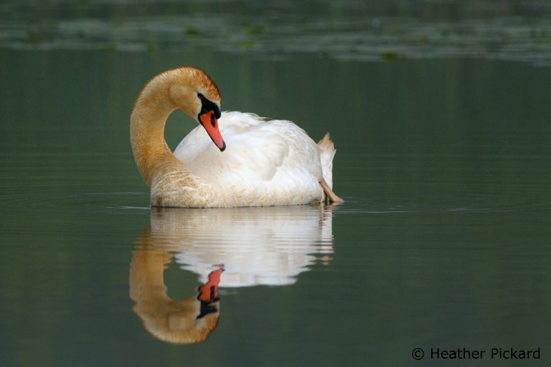Mute Swan and Reflection
