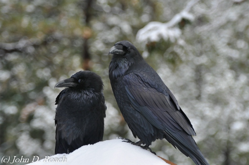 Ravens in the Snow at Bryce Canyon - ID: 12331877 © John D. Roach