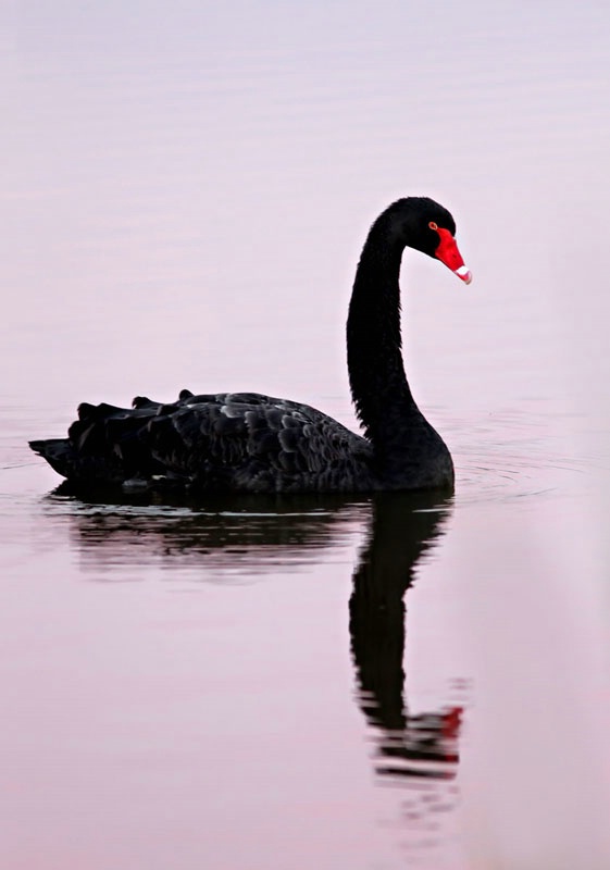 Black Swan