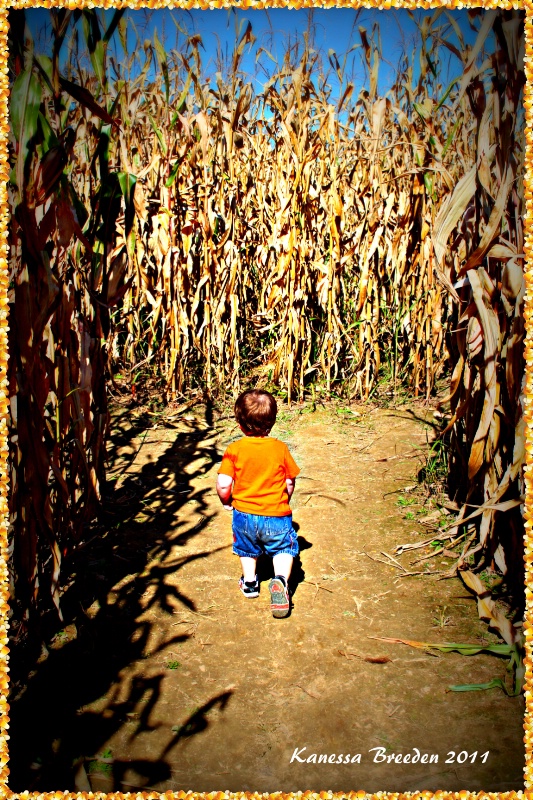 Corn Maze.....
