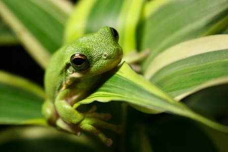 Green leaf frog