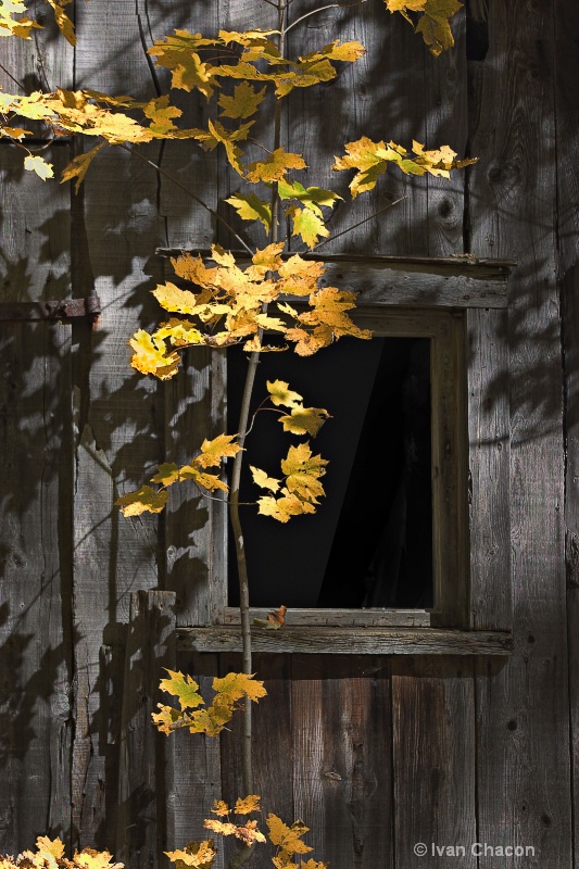 "A window to Automne"