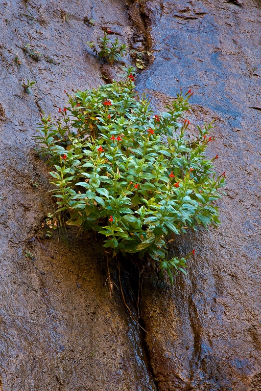 Hanging Garden - ID: 12337791 © Patricia A. Casey