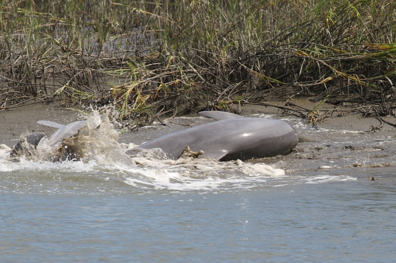 Strand Feeding