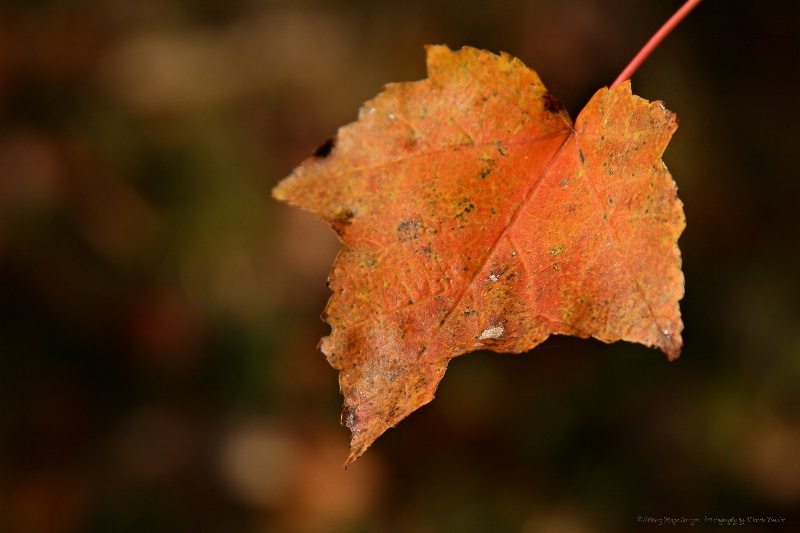 ~Lovely Leaf~