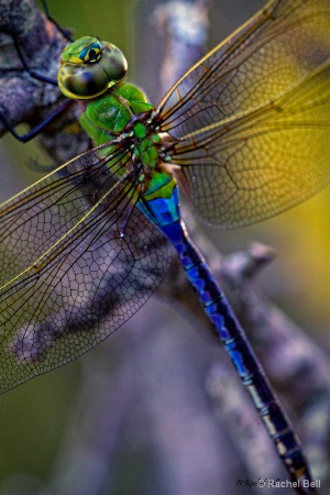 Dragonfly