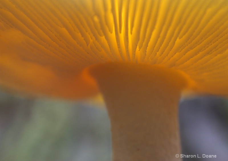 Golden Russula