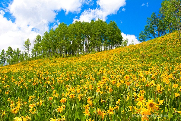 Sunflower Glory - ID: 12345721 © Phil Burdick