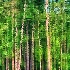 2Watercolor Forest - ID: 12345943 © Carol Eade