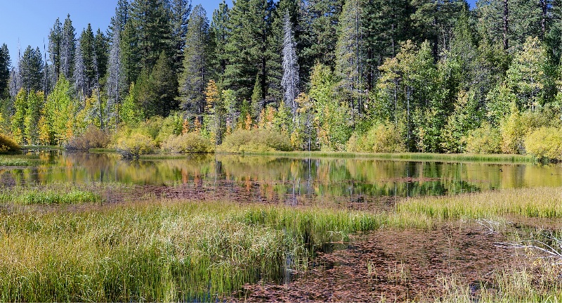 Hidden Pond