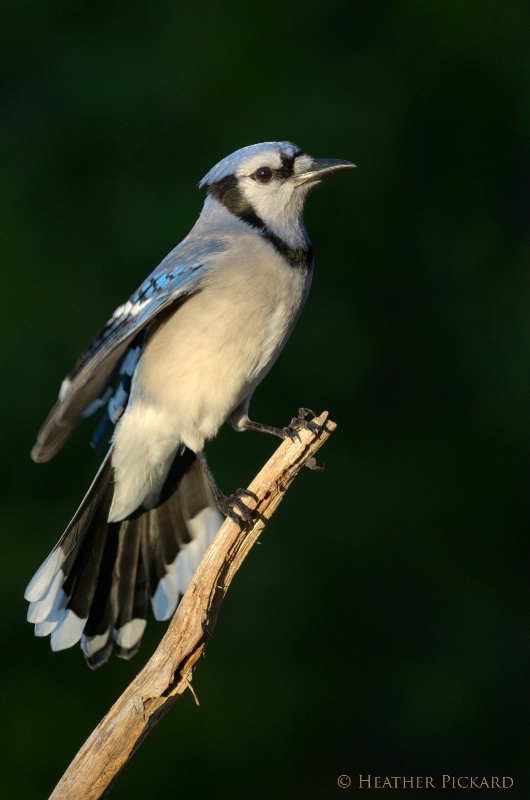 Eager Blue Jay