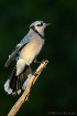 Eager Blue Jay