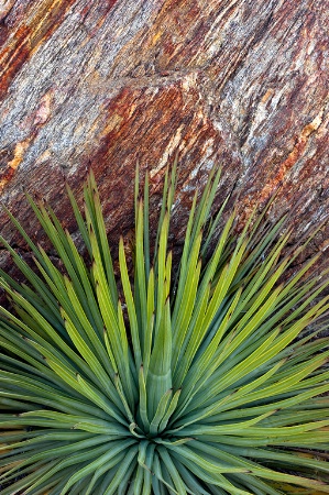 Yucca And Stone